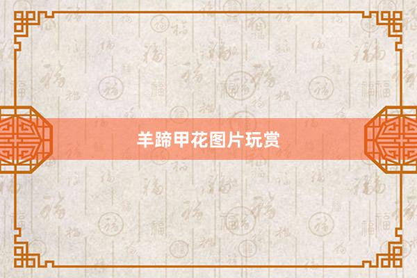 羊蹄甲花图片玩赏